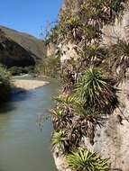 Image of Tillandsia ferreyrae L. B. Sm.