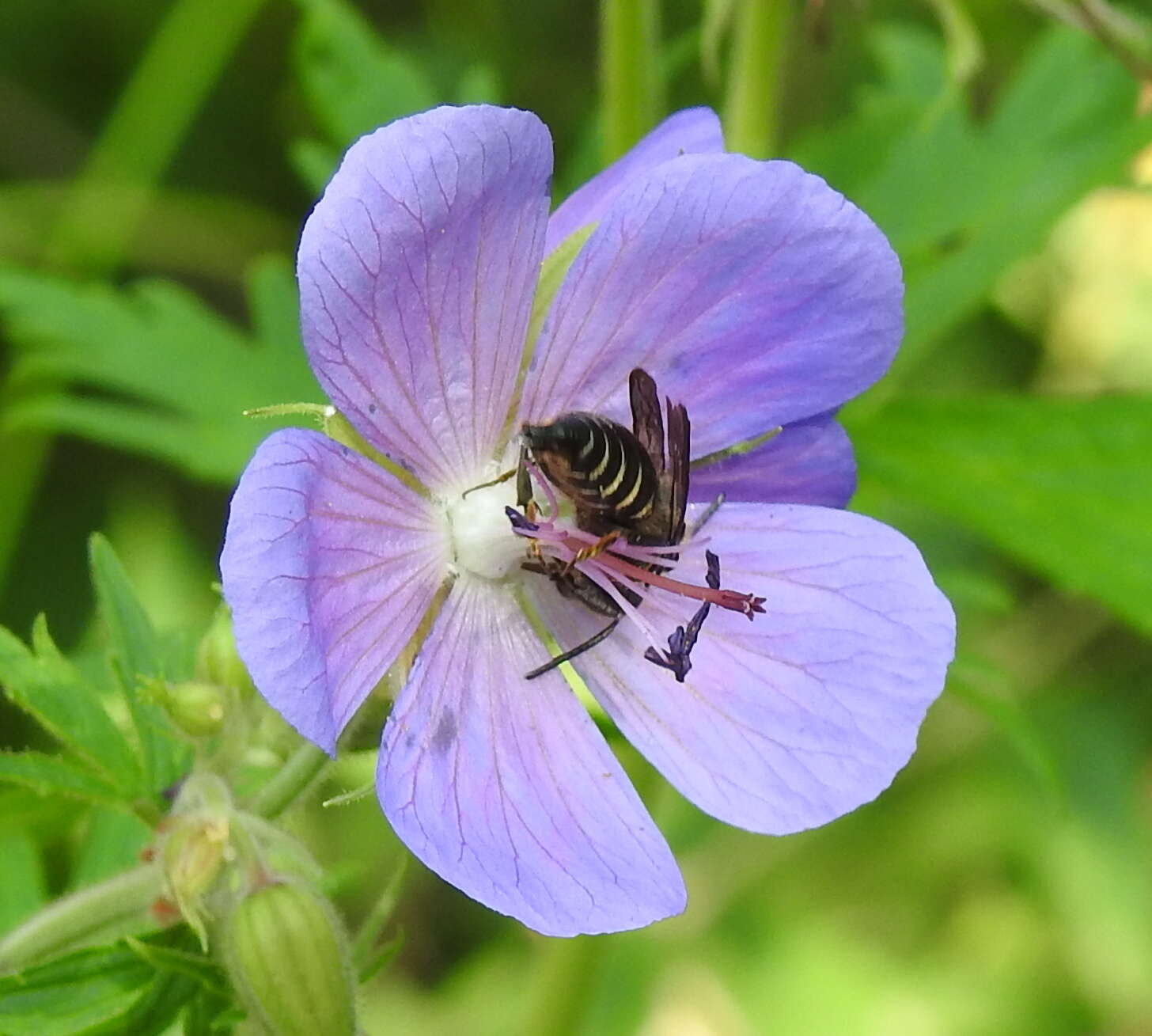 Imagem de Coelioxys alatus Förster 1853