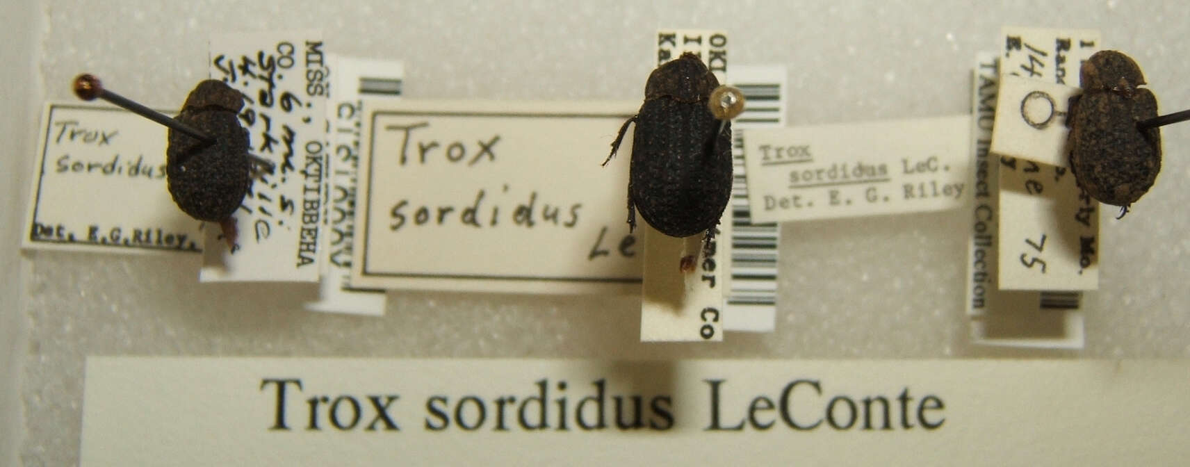 Image de Trox sordidus Le Conte 1854