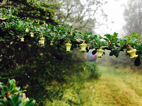 Escallonia myrtilloides L. fil. resmi