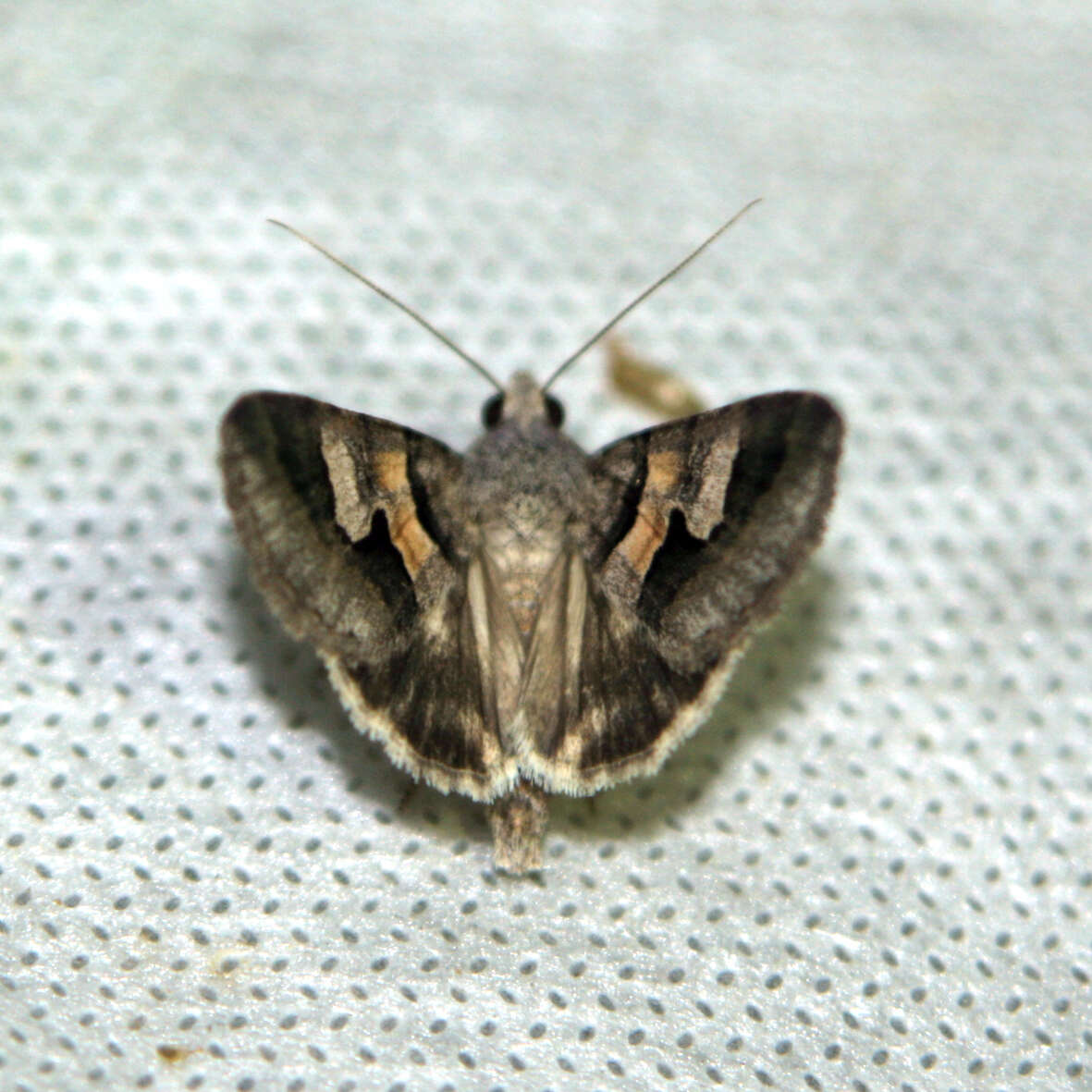 Image of <i>Drasteria caucasica</i>