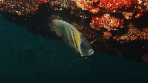 Image of Cortez Angelfish