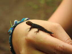 Image of Shieldhead Gecko