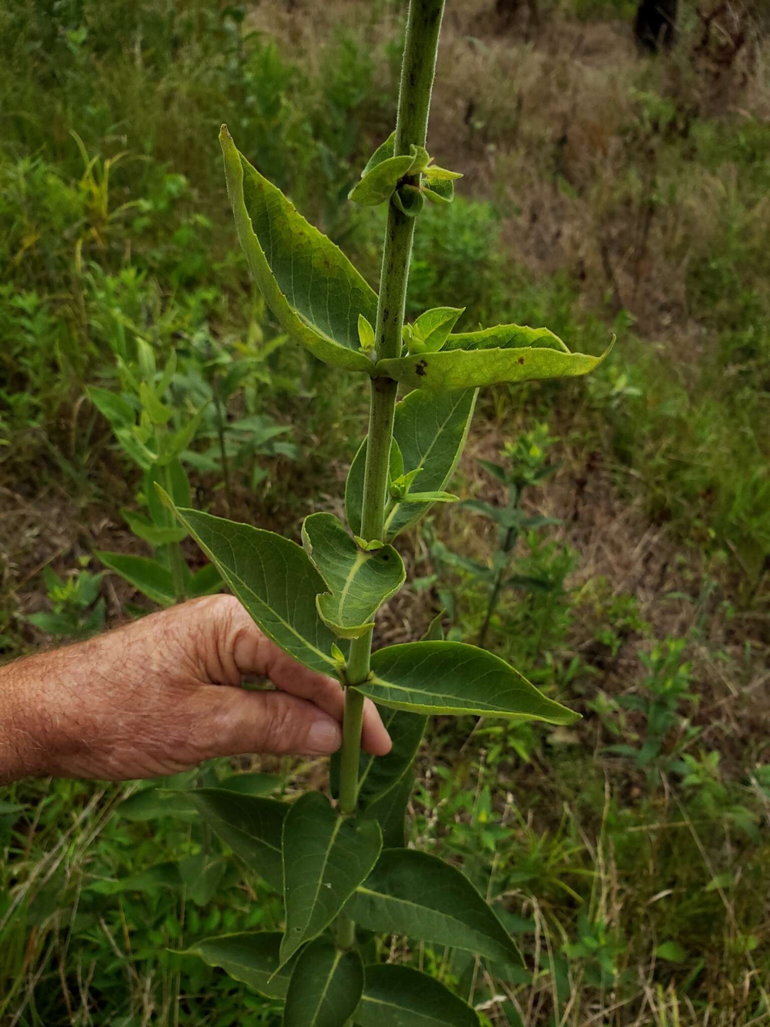 Image of <i>Silphium <i>integrifolium</i></i> var. integrifolium