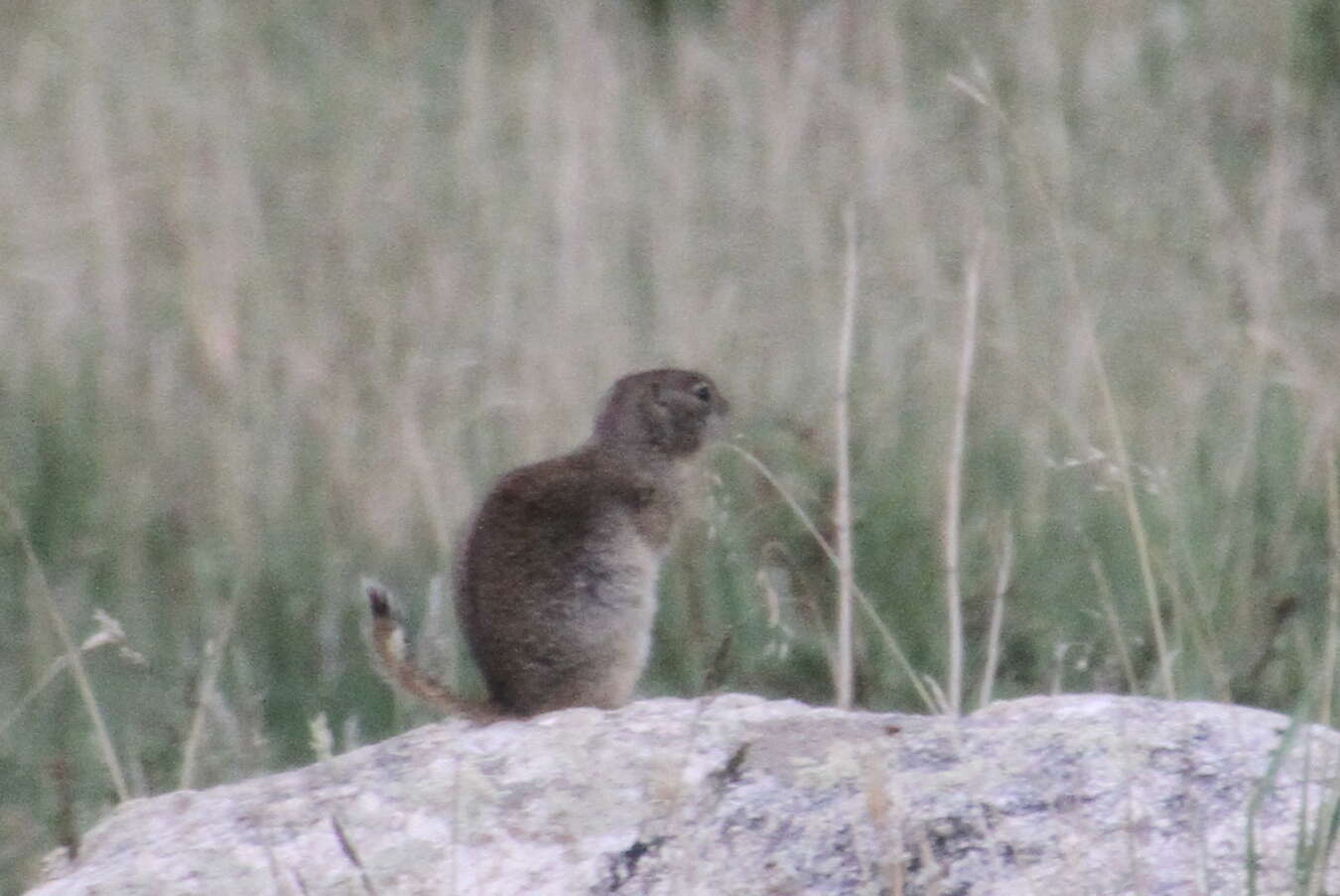 Image of Wyoming ground squirrel