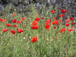 Image of corn poppy