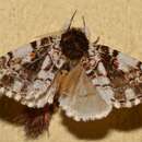 صورة Aglaosoma variegata Walker