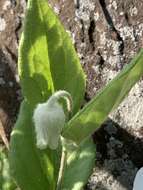 Imagem de Clematis coactilis (Fernald) Keener