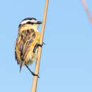 Image of Sharp-tailed Grass Tyrant