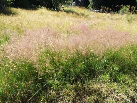 Image de Agrostis commun