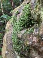 Image of tiny bristle fern