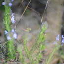 Image of wild pennyroyal