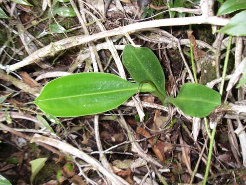 Image of Nepenthes rigidifolia Akhriadi, Hernawati & Tamin