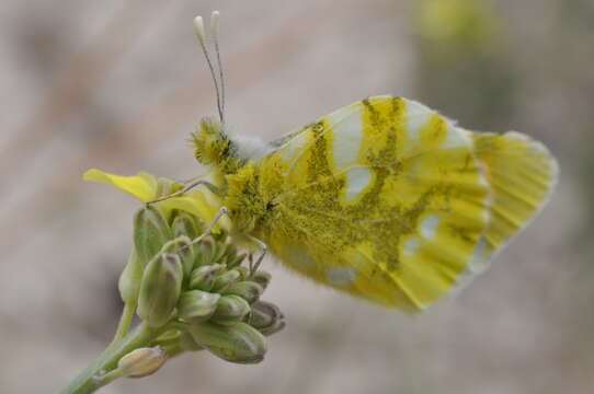 Image of Sooty Orange Tip