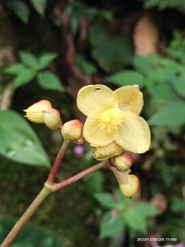 Image of Begonia xanthina Hook.