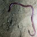 Image of Faint-striped Blind Snake