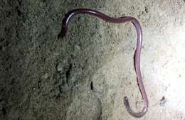 Image of Faint-striped Blind Snake