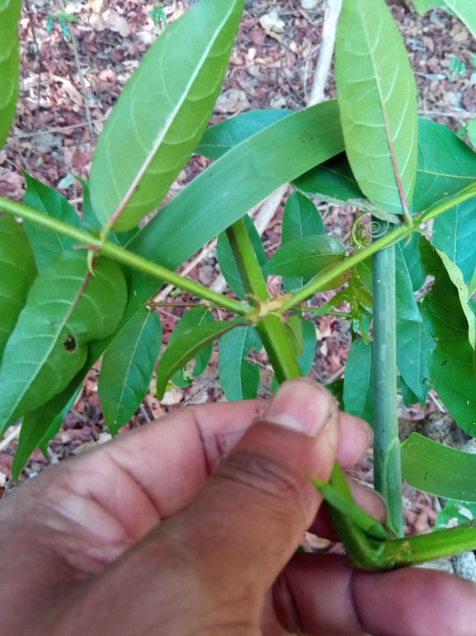 Image de Uncaria africana G. Don