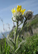 Image of woolly hawkweed