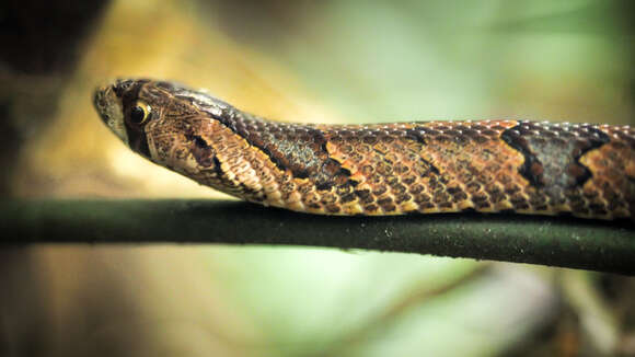 Image of Brown Kukri Snake