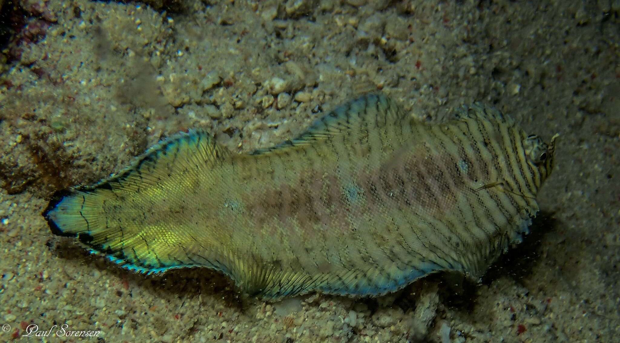 Image of yellow-spotted sole