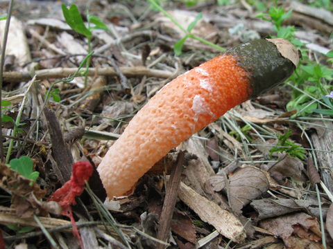 Image of Elegant stinkhorn