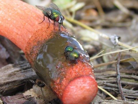 Image of Elegant stinkhorn
