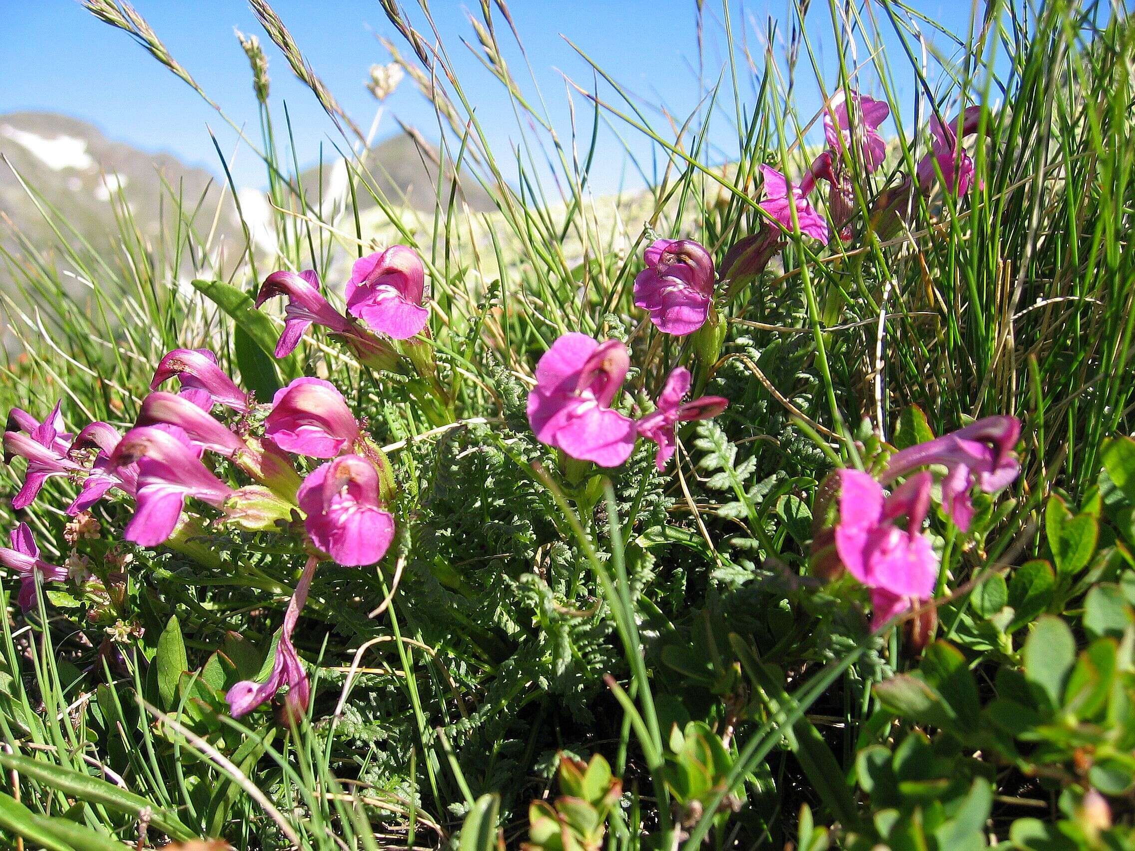 Image of Lousewort