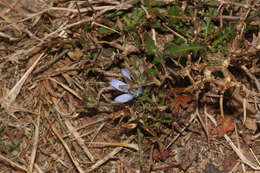 Image of Cichorium spinosum L.