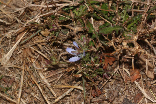 Image of Cichorium spinosum L.