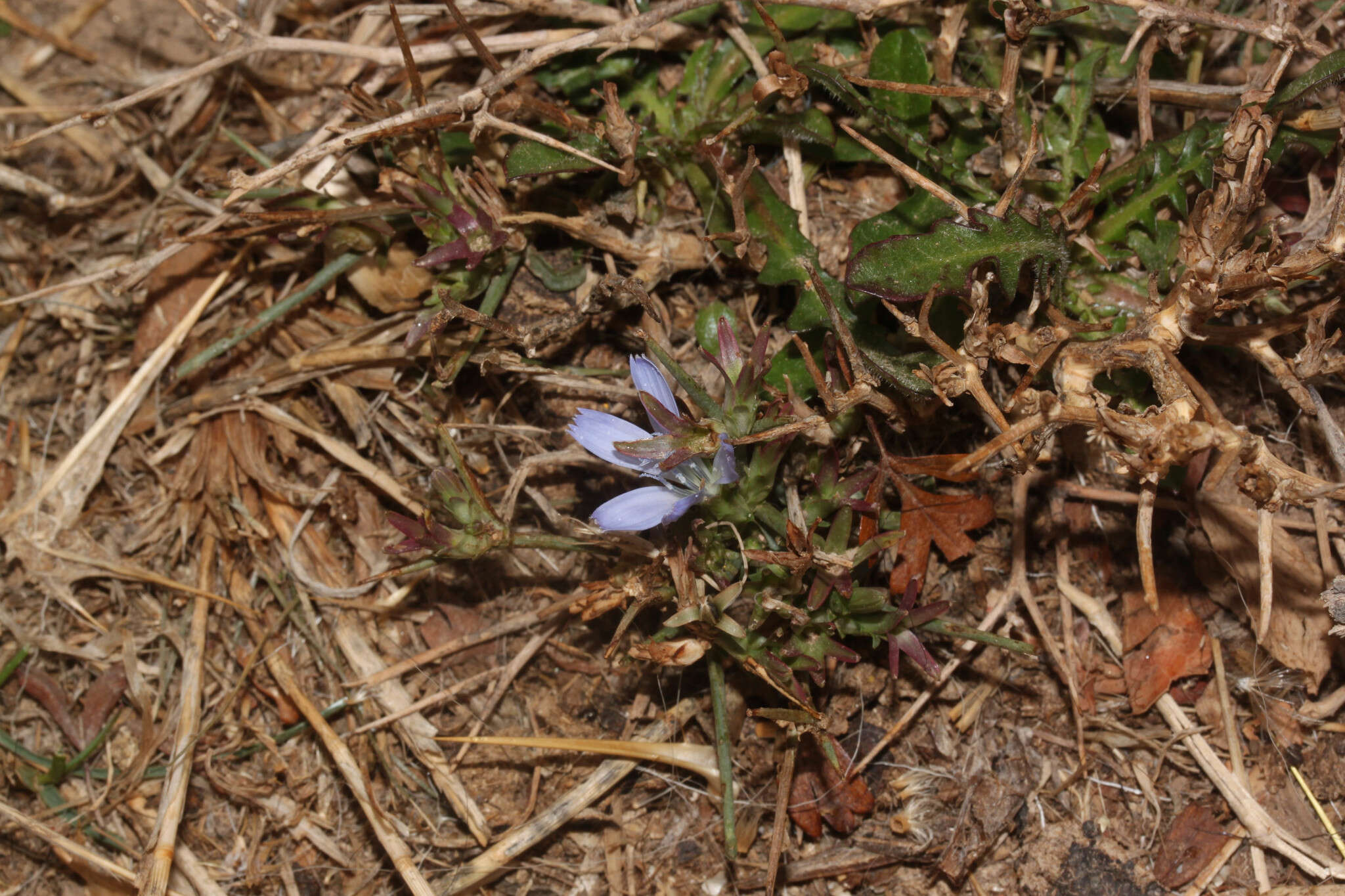 Image of Cichorium spinosum L.