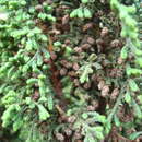 Imagem de <i>Juniperus <i>monticola</i></i> f. monticola