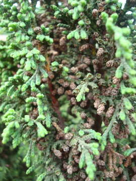 Слика од <i>Juniperus <i>monticola</i></i> f. monticola