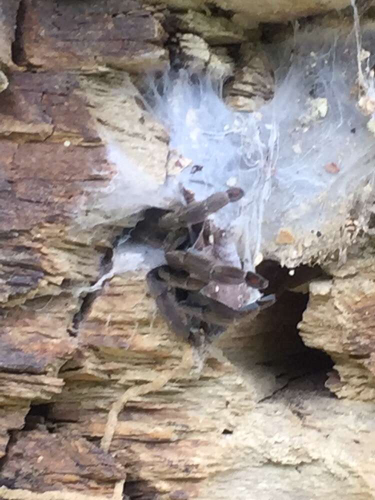 Image of Trinidad Chevron Tarantula