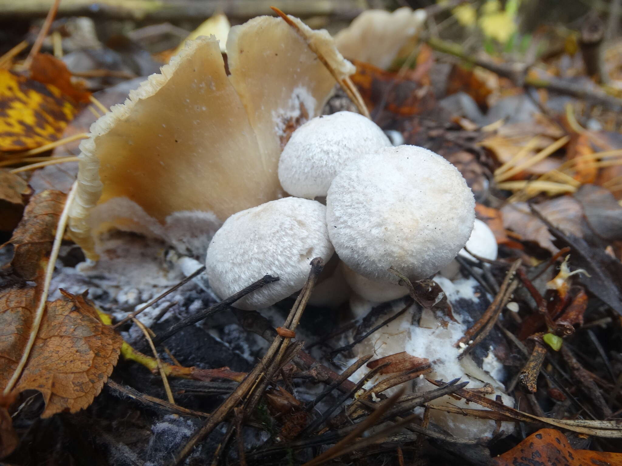 Image of Volvariella surrecta (Knapp) Singer 1951