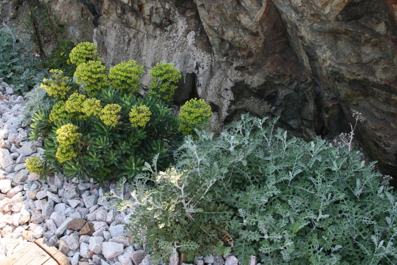 Image of Albanian spurge