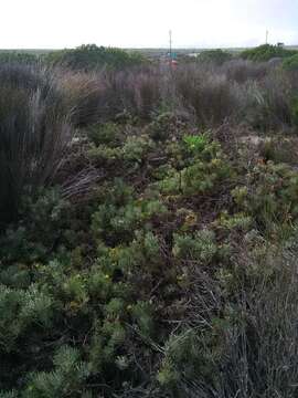 Image of Leucospermum tomentosum (Thunb.) R. Br.