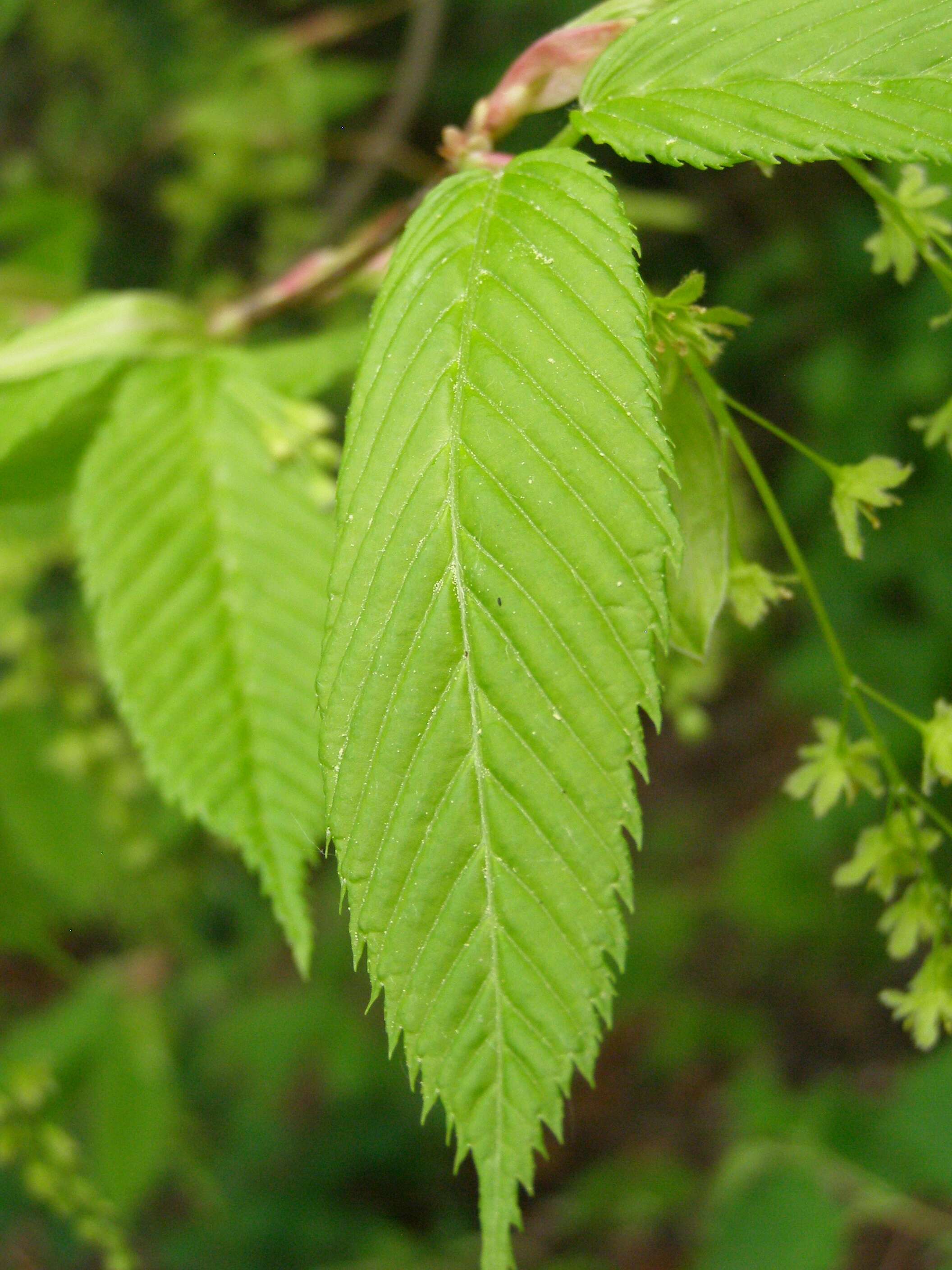 Imagem de Acer carpinifolium Sieb. & Zucc.