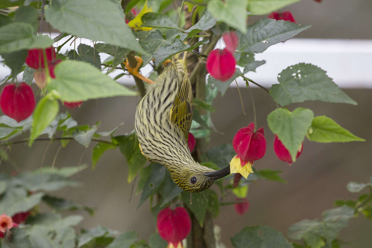 Image of Streaked Spiderhunter