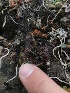 Image of tube lichen