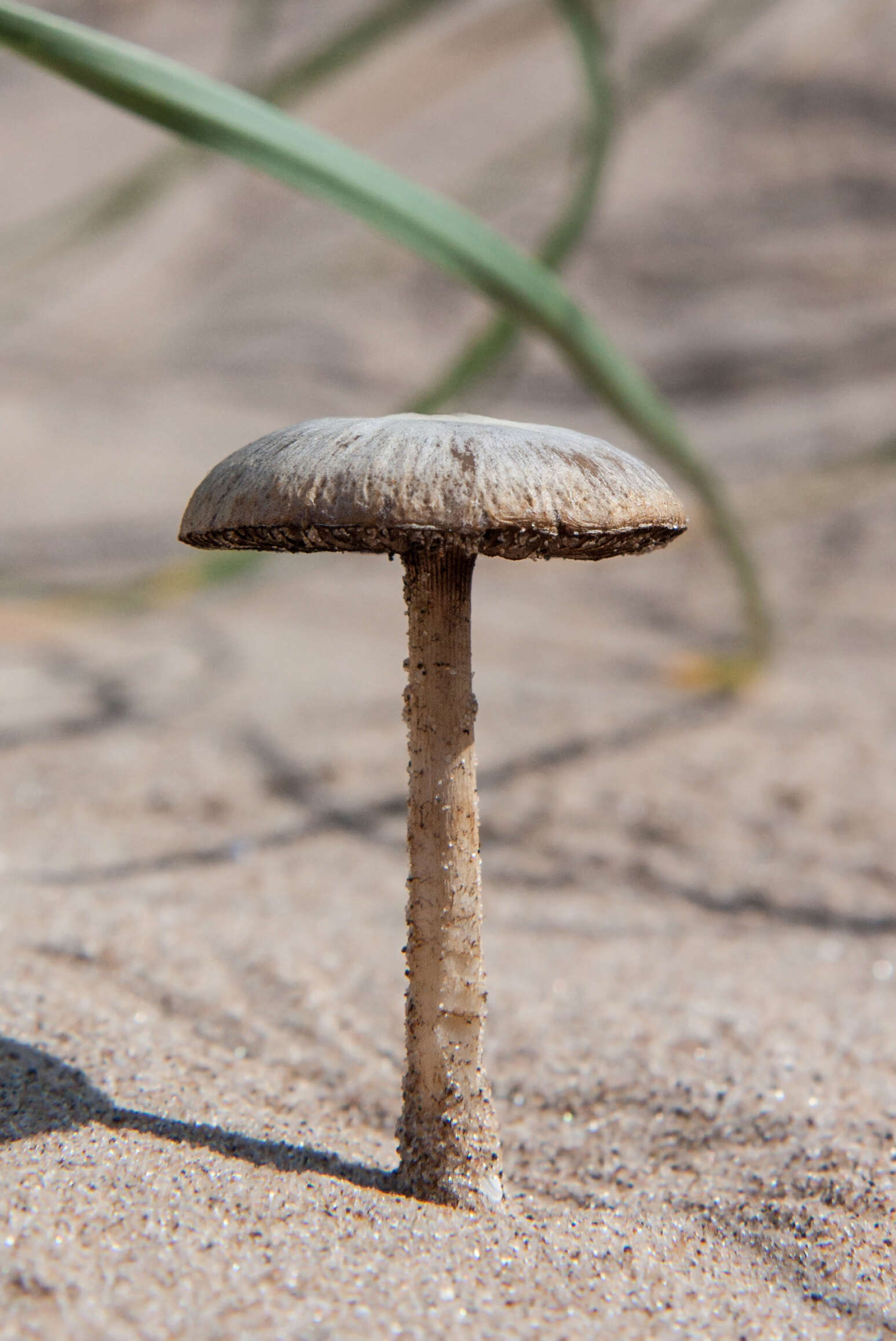 Imagem de Psathyrella ammophila (Durieu & Lév.) P. D. Orton 1960