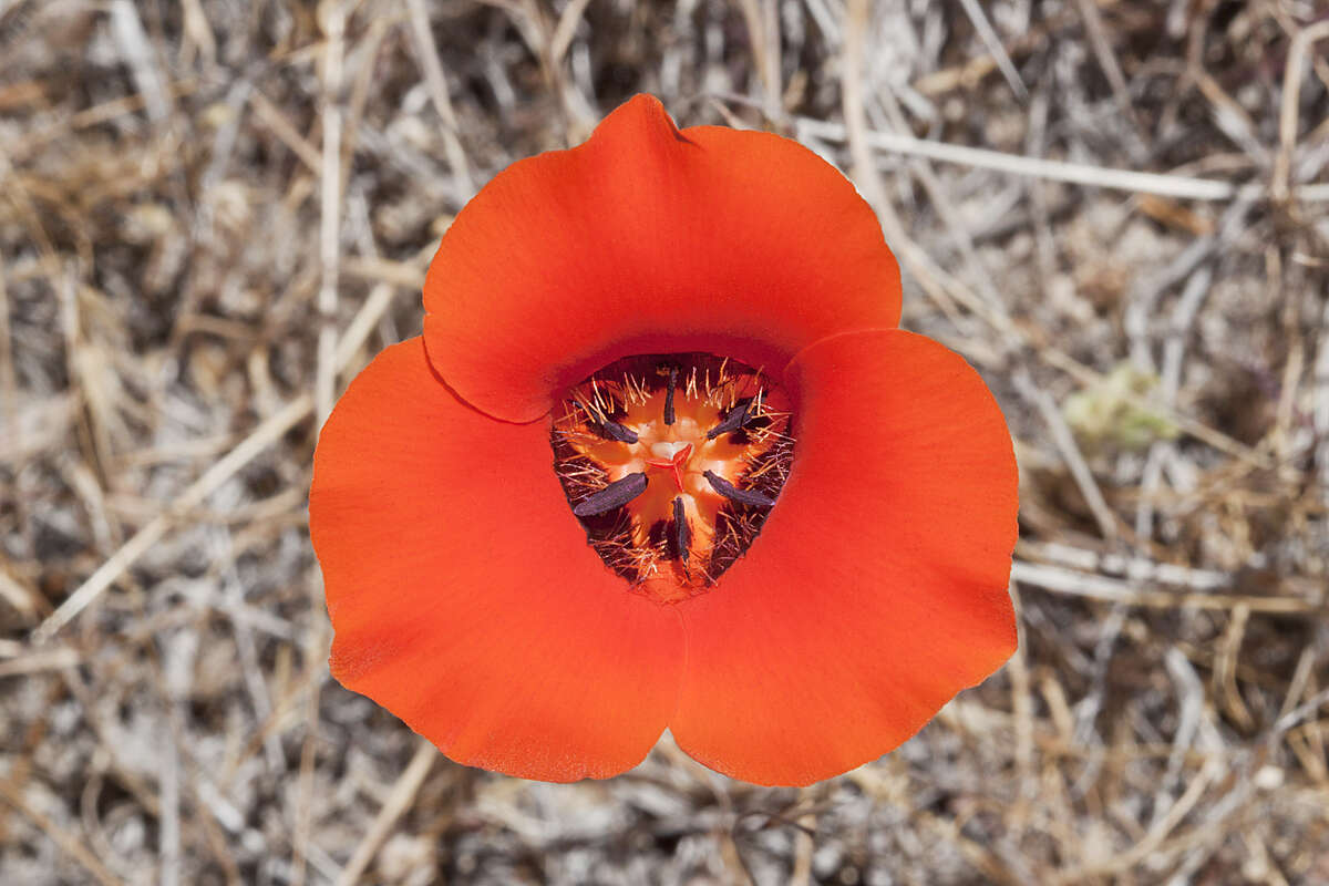 Слика од Calochortus