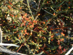 Image of mesquite mistletoe