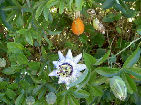 Image de Passiflora caerulea L.