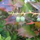 Image of Berberis japonica (Thunb.) Spreng.