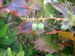 Image of Berberis japonica (Thunb.) Spreng.