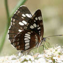 Image of Neptis rivularis ludmilla Nordmann 1851