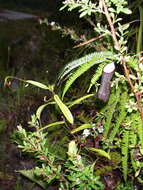 Image of Nepenthes tobaica Danser