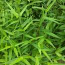 Image of Deer-Tongue Rosette Grass