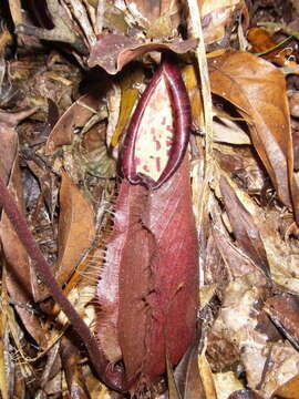 Image of Nepenthes longifolia Nerz & Wistuba